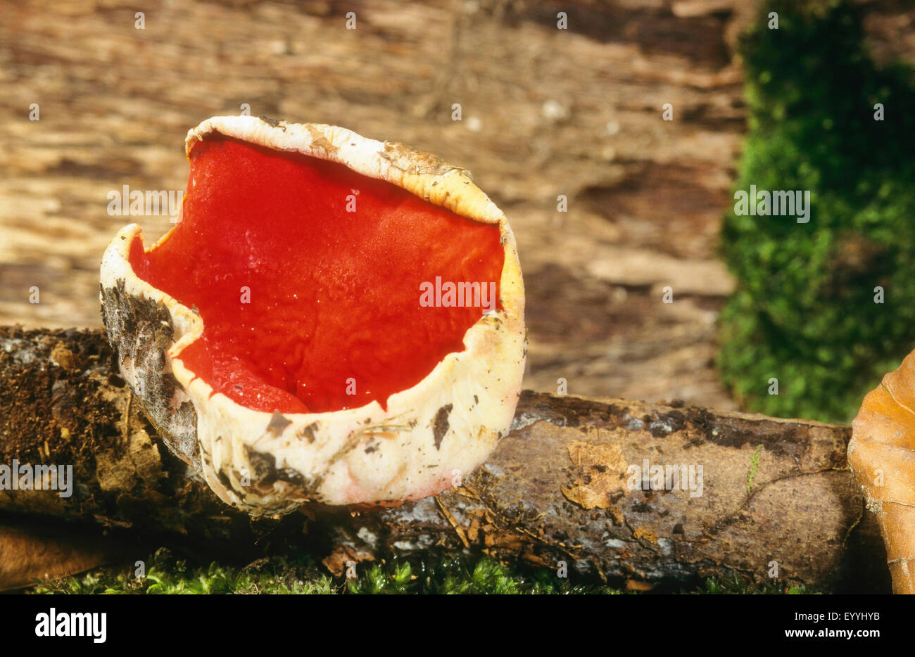Scarlet elf cup, Scarlet elf cap, Scarlet cup (Sarcoscypha coccinea), corpo fruttifero su deadwood, vista da sopra, Germania Foto Stock