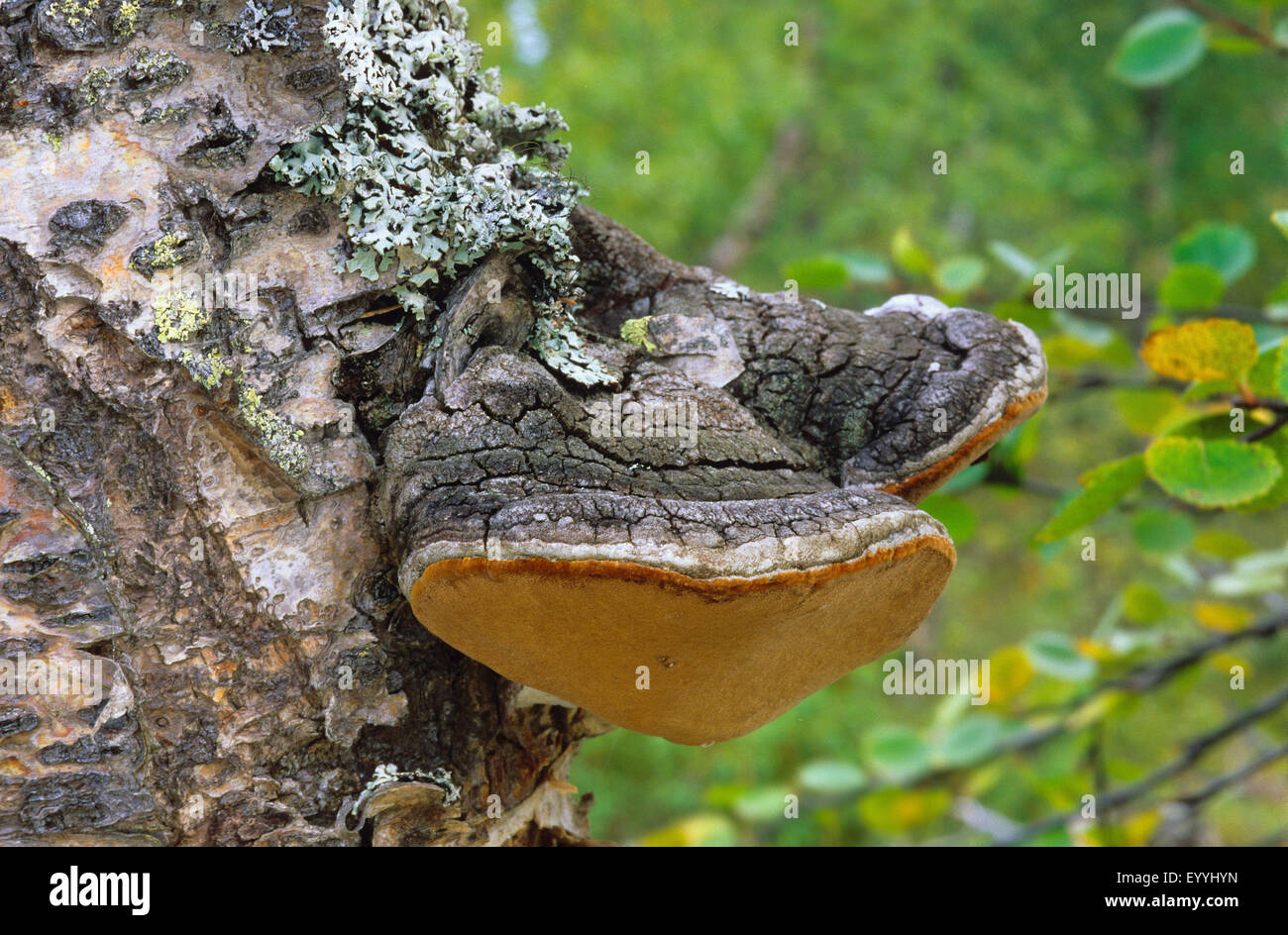 Staffa (Phellinus nigricans), di corpi fruttiferi in corrispondenza di un tronco di betulla, Germania Foto Stock