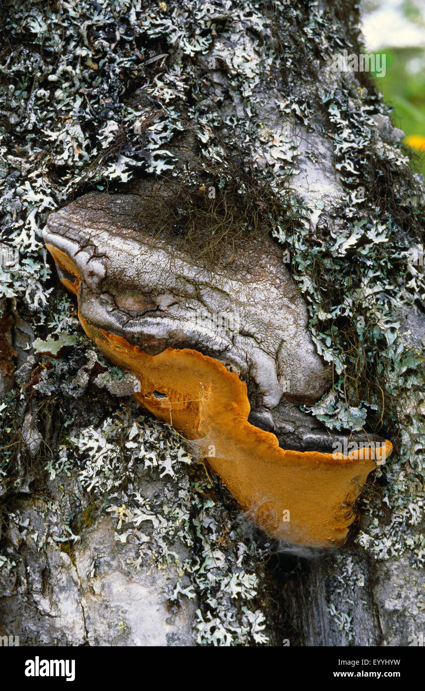 Staffa (Phellinus nigricans), corpo fruttifero a un tronco di betulla, Germania Foto Stock