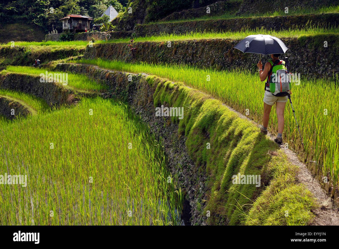 Turistico con un ombrello a piedi attraverso il Batad terrazze di riso, Filippine, Luzon, Batad Foto Stock