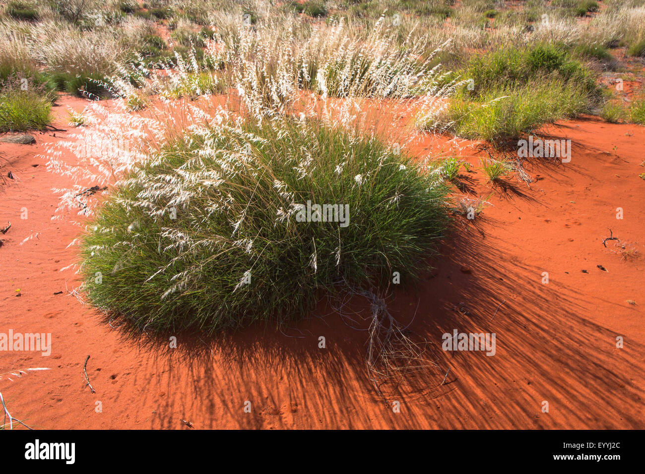 Erba Spinifex (Spinifex spec.), fioritura tussock, Australia Australia occidentale, Nord Ovest autostrada costiera Foto Stock