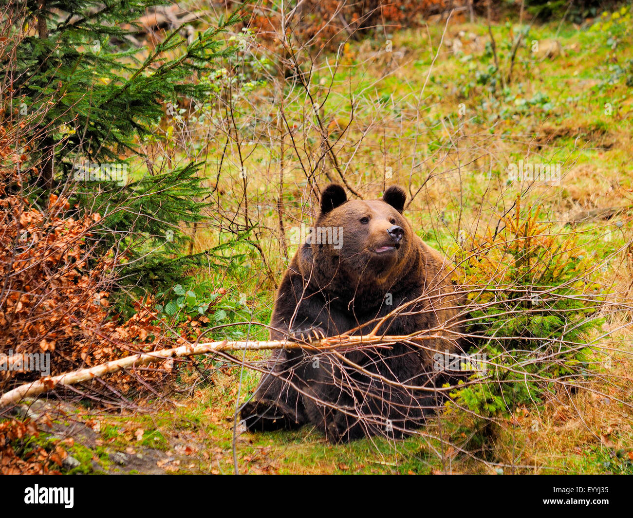 Unione l'orso bruno (Ursus arctos arctos), si piega su un giovane albero, in Germania, in Baviera, il Parco Nazionale della Foresta Bavarese Foto Stock