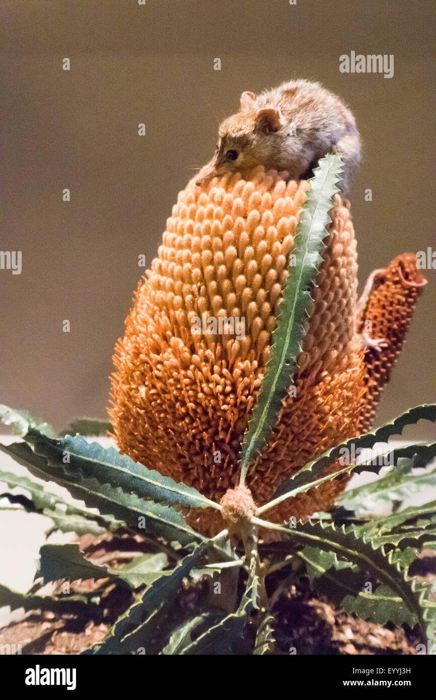 Il miele opossum, noolbenger (Tarsipes rostratus), Miele Possum su Banksia, Australia Australia Occidentale, Gongara Foto Stock