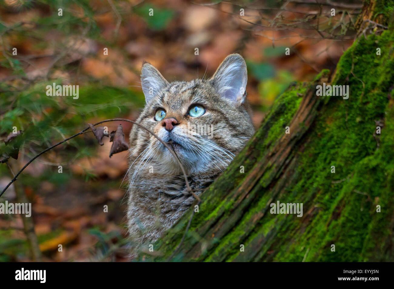 Gatto selvatico europeo, foresta gatto selvatico (Felis silvestris silvestris), il peering dietro una radice in una foresta, in Germania, in Baviera, il Parco Nazionale della Foresta Bavarese Foto Stock