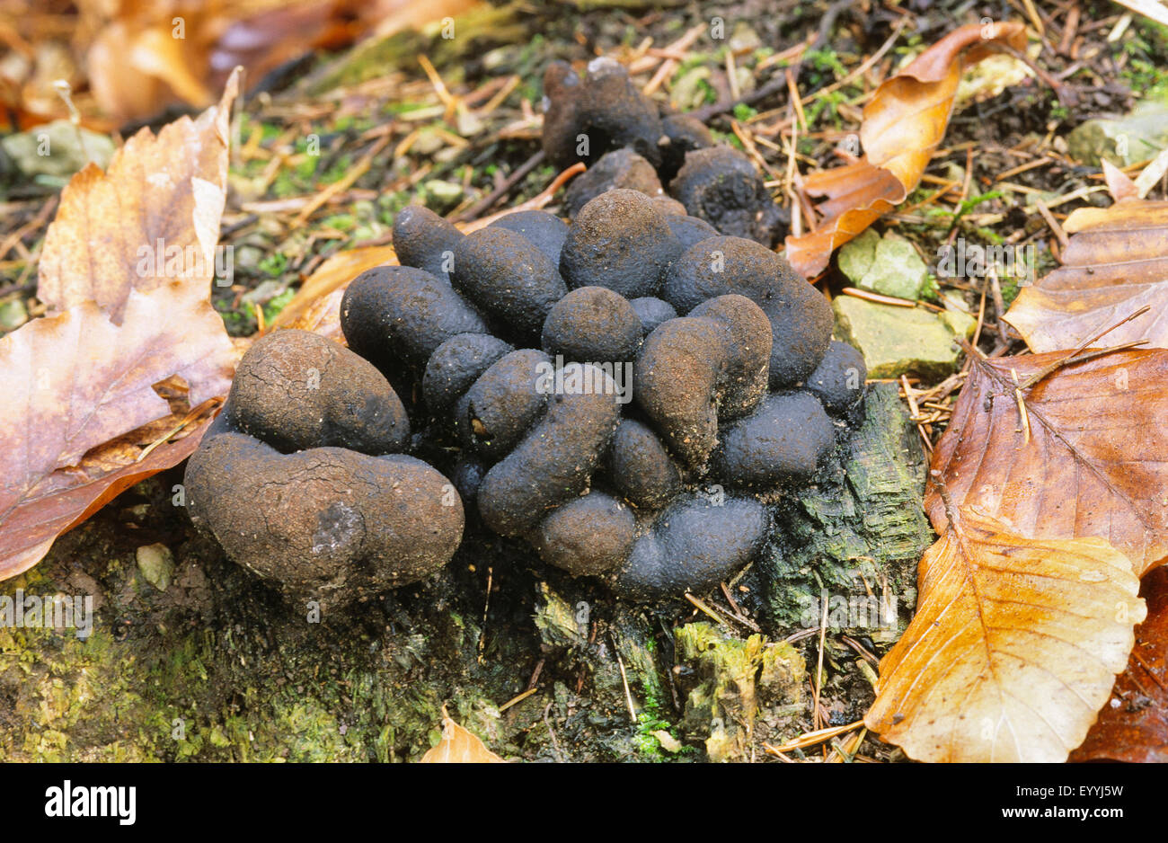 L'uomo morto le dita (Xylaria polymorpha), di corpi fruttiferi su deadwood sul suolo della foresta, Germania Foto Stock