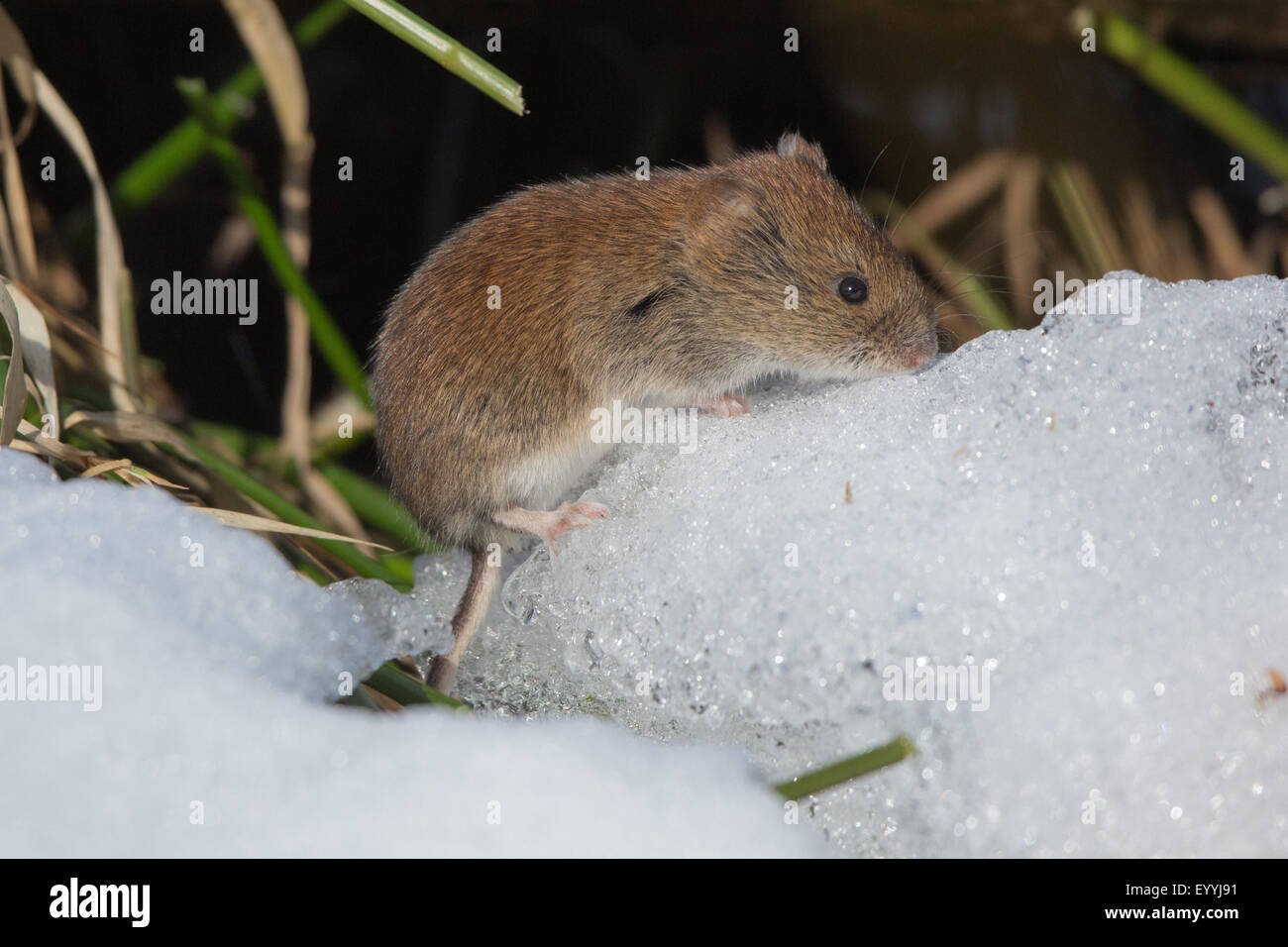 Bank vole (Clethrionomys glareolus, Myodes glareolus), la ricerca di cibo sulla neve, in Germania, in Baviera, il Lago Chiemsee Foto Stock