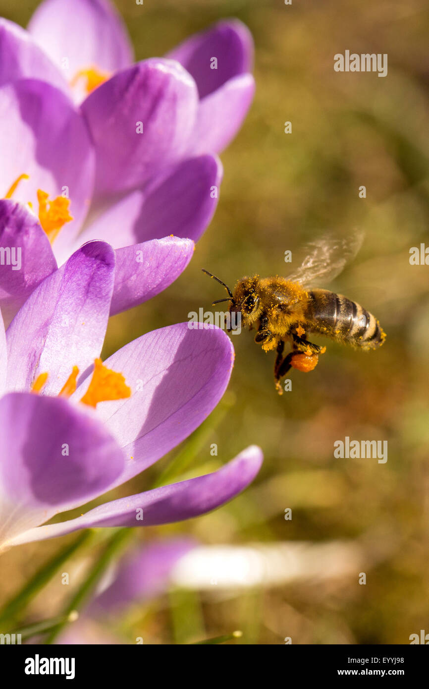 Il miele delle api, hive bee (Apis mellifera mellifera), raccogliendo il polline di un fiore crocus, in Germania, in Baviera Foto Stock