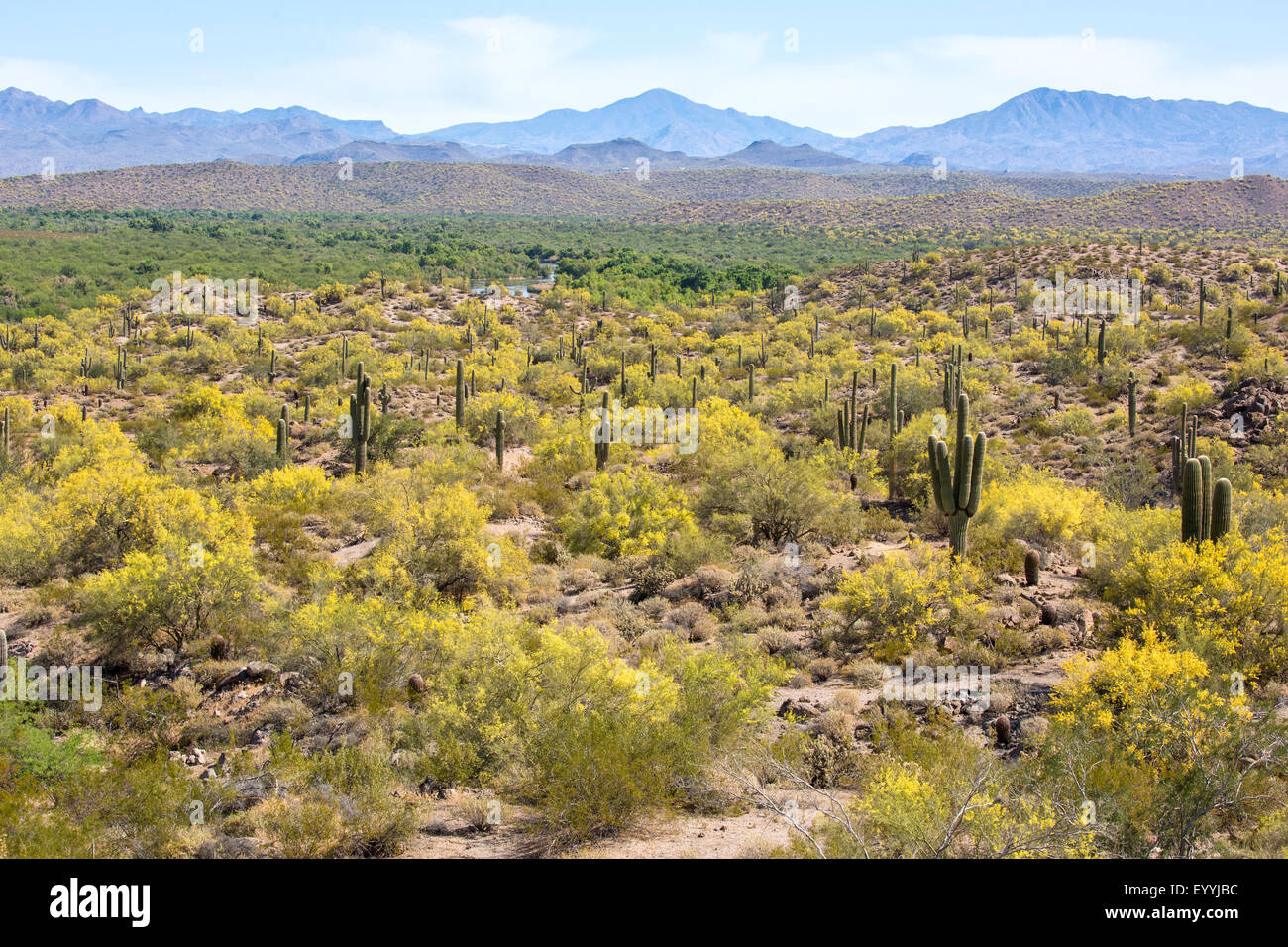 Parkinsonia florida (Parkinsonia florida), fioritura di arbusti e alberi piccoli nel Deserto di Sonora, STATI UNITI D'AMERICA, Arizona Sonoran, Phoenix Foto Stock
