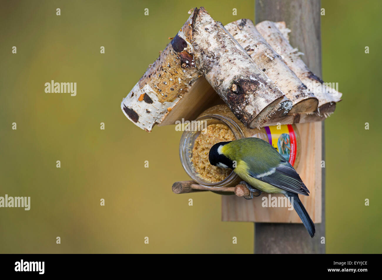 Cinciallegra (Parus major), cinciallegra presso il bird feeder, Germania Foto Stock