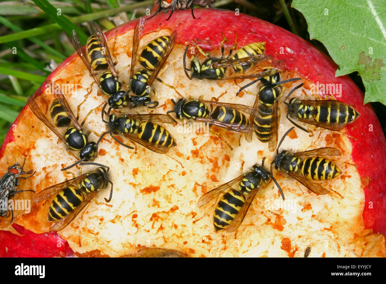 Wasp comune (Vespula vulgaris, Paravespula vulgaris), vespe sulla manna, Germania Foto Stock