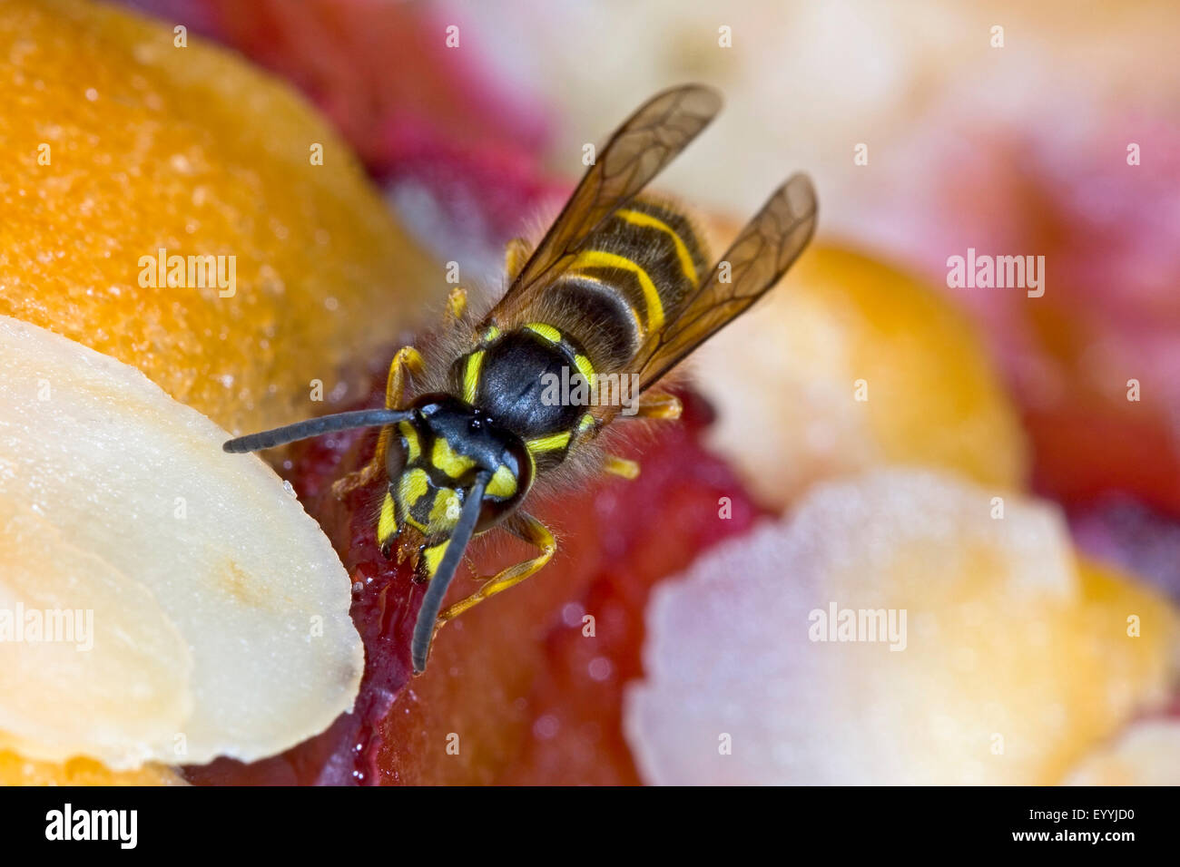 Wasp comune (Vespula vulgaris, Paravespula vulgaris), irritante wasp su un pezzo di torta, Germania Foto Stock