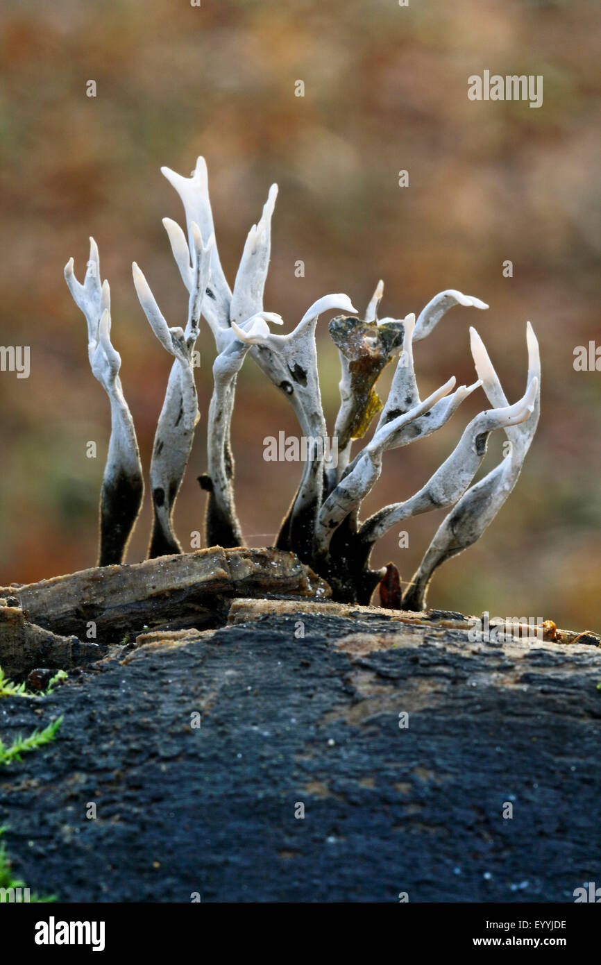 Fungo candlesnuff (Xylaria hypoxylon), di corpi fruttiferi su deadwood, Germania Foto Stock