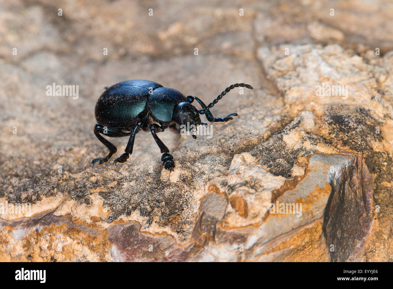 Spewer sangue, sangue produca beetle (Timarcha spec.), sanguinosa naso-maggiolino su una pietra, Germania Foto Stock