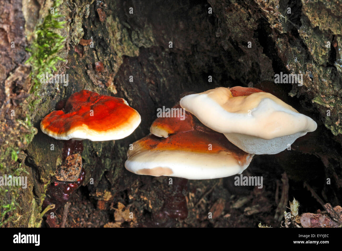 Staffa laccato, fungo Reishi, Lingzhi (fungo Ganoderma lucidum), di corpi fruttiferi in corrispondenza di un albero, fungo medico , Germania Foto Stock