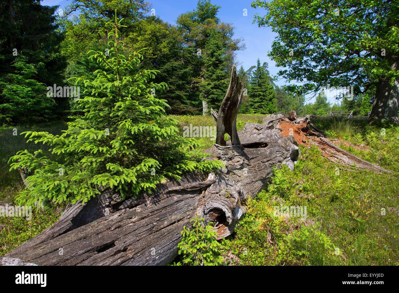 Rovere (Quercus spec.), morto vecchia quercia come habitat di animali, Germania Foto Stock