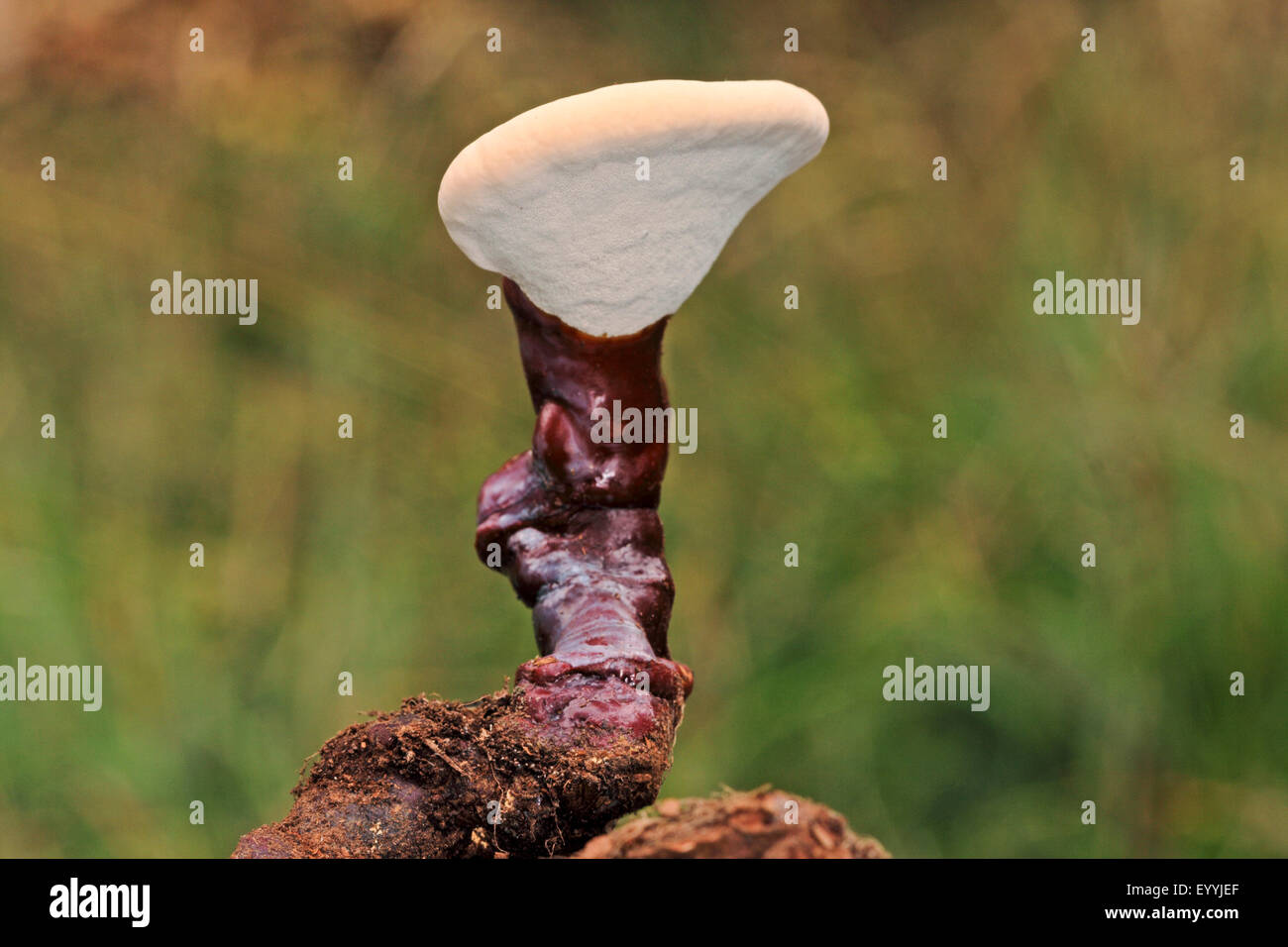 Staffa laccato, fungo Reishi, Lingzhi (fungo Ganoderma lucidum), giovane corpo fruttifero, medico a fungo, Germania Foto Stock
