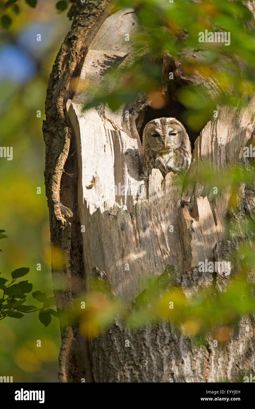 Eurasian allocco (Strix aluco), a riposo in un foro della struttura nelle ore diurne, Germania Foto Stock