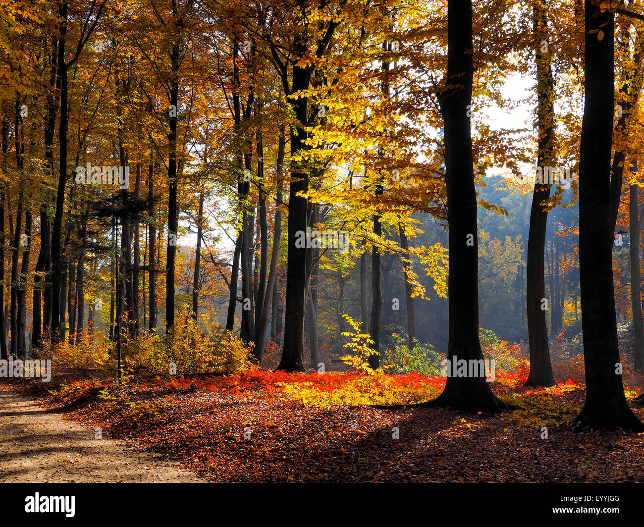 Bosco autunnale presso il Parco di rododendro Kromlau, in Germania, in Sassonia, Oberlausitz, Muskau Foto Stock