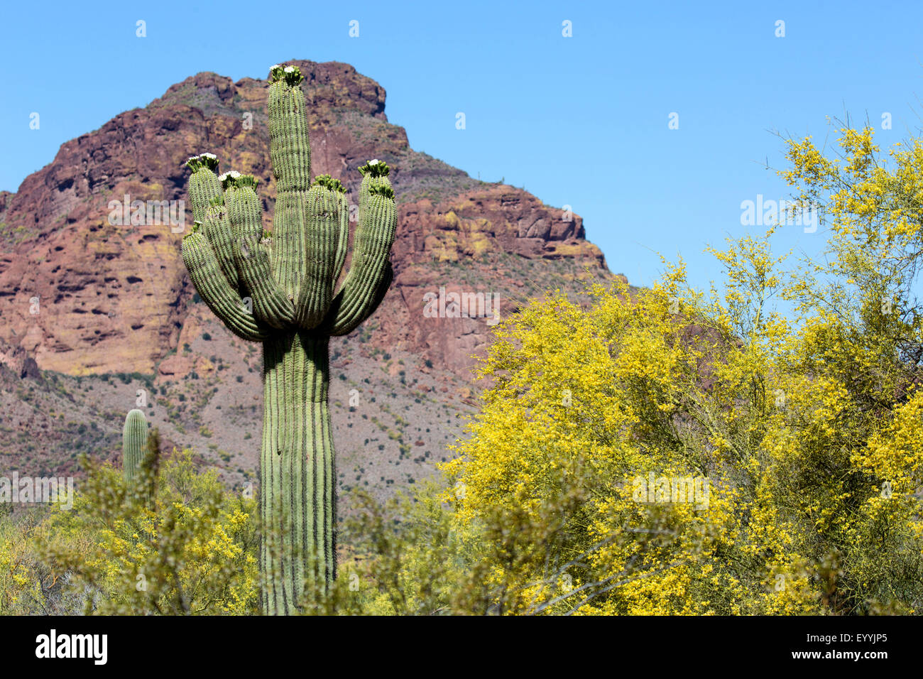 Cactus saguaro (Carnegiea gigantea, Cereus giganteus), multi-blooming armati tra Parkinsonia florida, Stati Uniti d'America, Arizona Sonoran, Phoenix Foto Stock