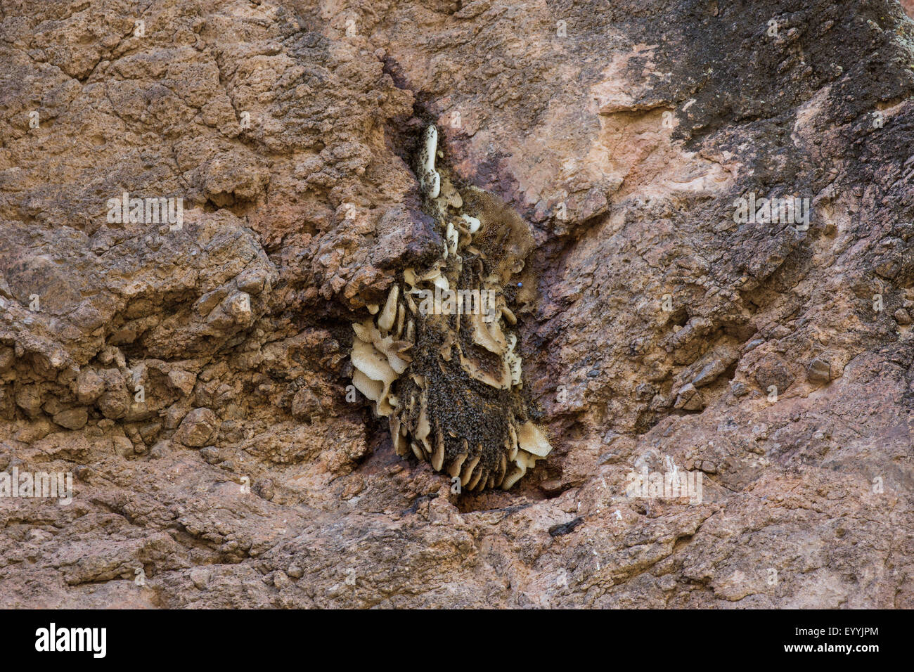 Arnia di api (bombi, miele api e le API di orchidee) (Apidae), uno sciame di api con un sacco di libero-hanging favi sotto uno sperone di roccia, USA, Arizona, Phoenix Foto Stock