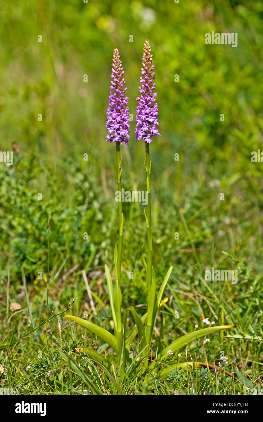 Fragranti orchidea (Gymnadenia conopsea), due fioritura orchidee fragranti, Germania Foto Stock