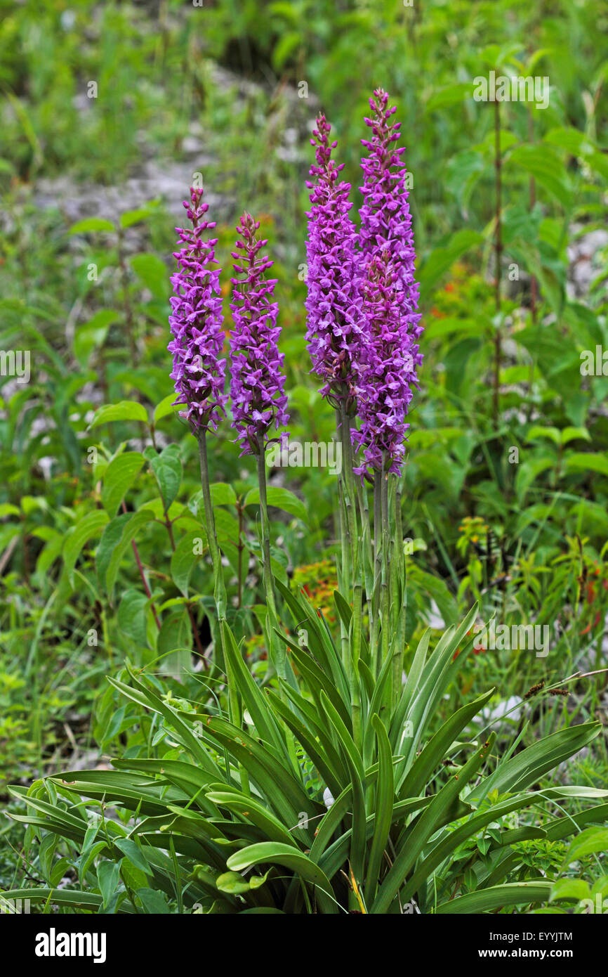 Fragranti orchidea (Gymnadenia conopsea), quattro fioritura orchidee fragranti, Germania Foto Stock