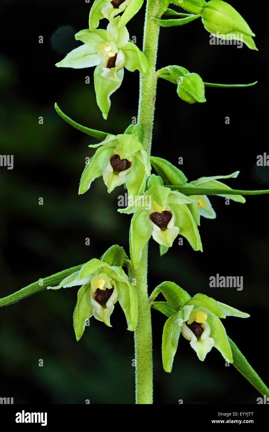 Mueller's Helleborine (muelleri bergonii), infiorescenza, Germania Foto Stock