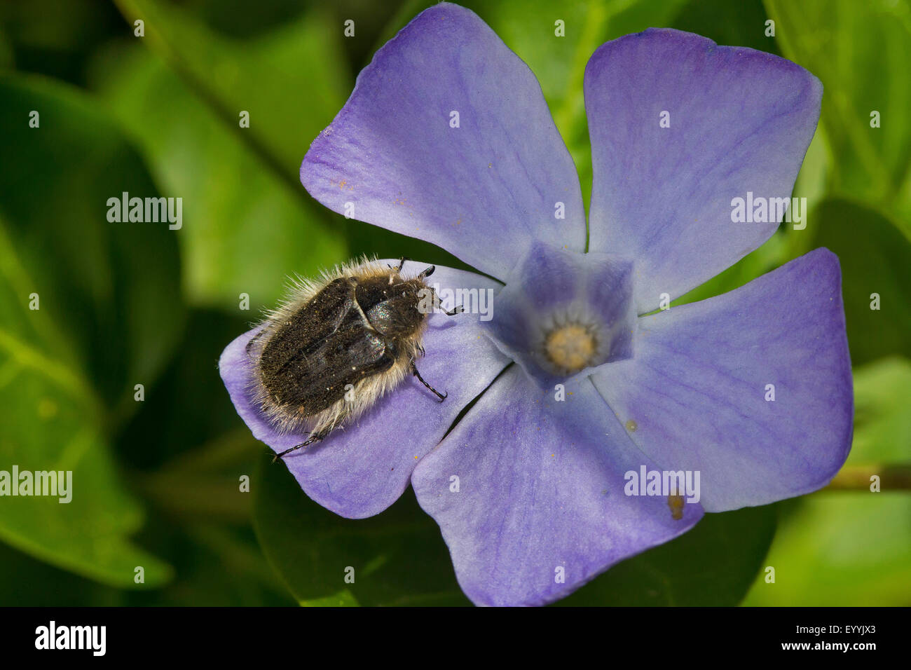 Hairy beetle, Apple Blossom beetle (Tropinota hirta, Epicometis hirta), seduto su un fiore di pervinca, Germania Foto Stock