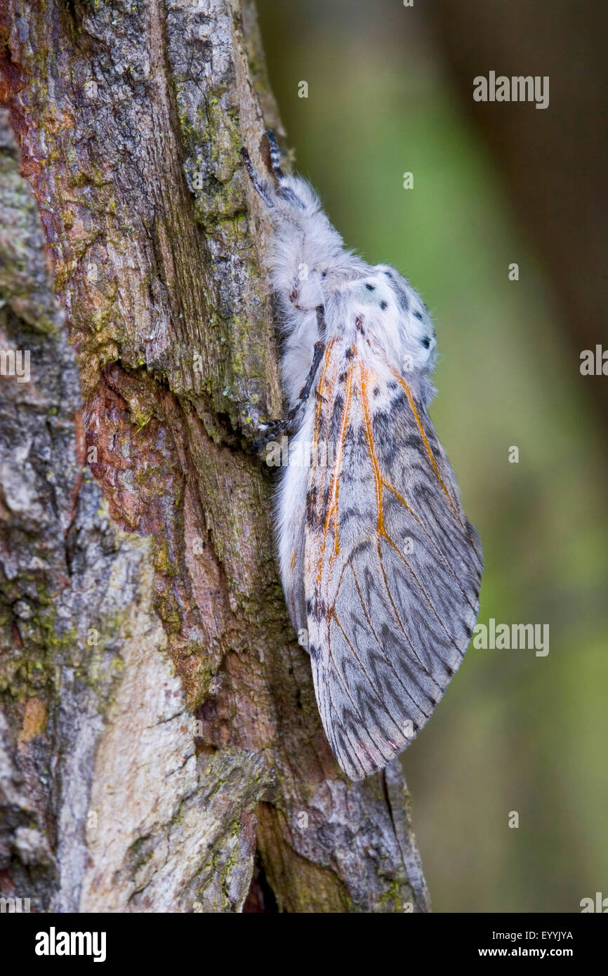 Puss Moth (Cerura vinula, Dicranura vinula), sulla corteccia, Germania Foto Stock