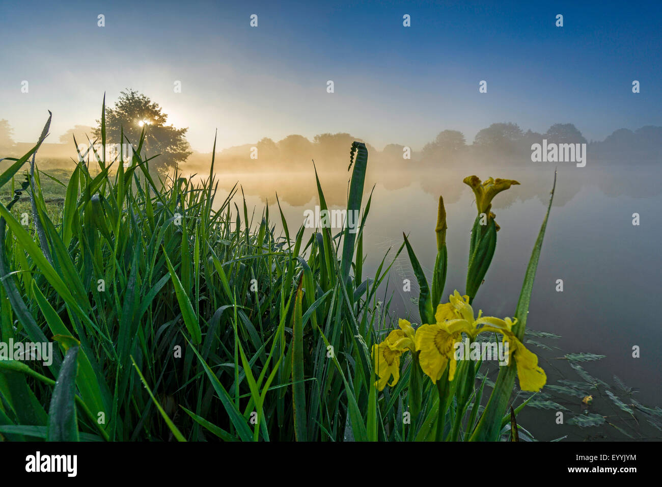 Iris gialla, bandiera gialla (Iris pseudacorus), fioritura iris gialla all'alba sul lago Poehl, in Germania, in Sassonia, Talsperre Poehl Foto Stock