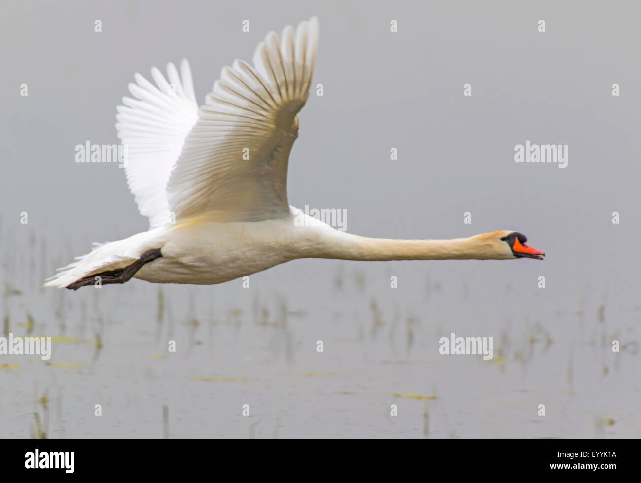 Cigno (Cygnus olor), in volo, Austria, Burgenland, Lange Lacke Foto Stock