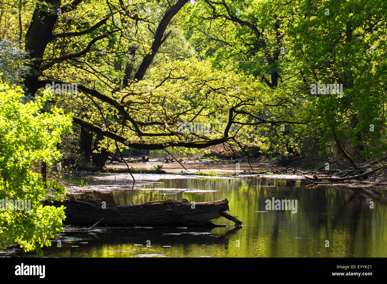 Floodplain foorest presso il river Marzo, Bassa Austria, Marchegg Foto Stock