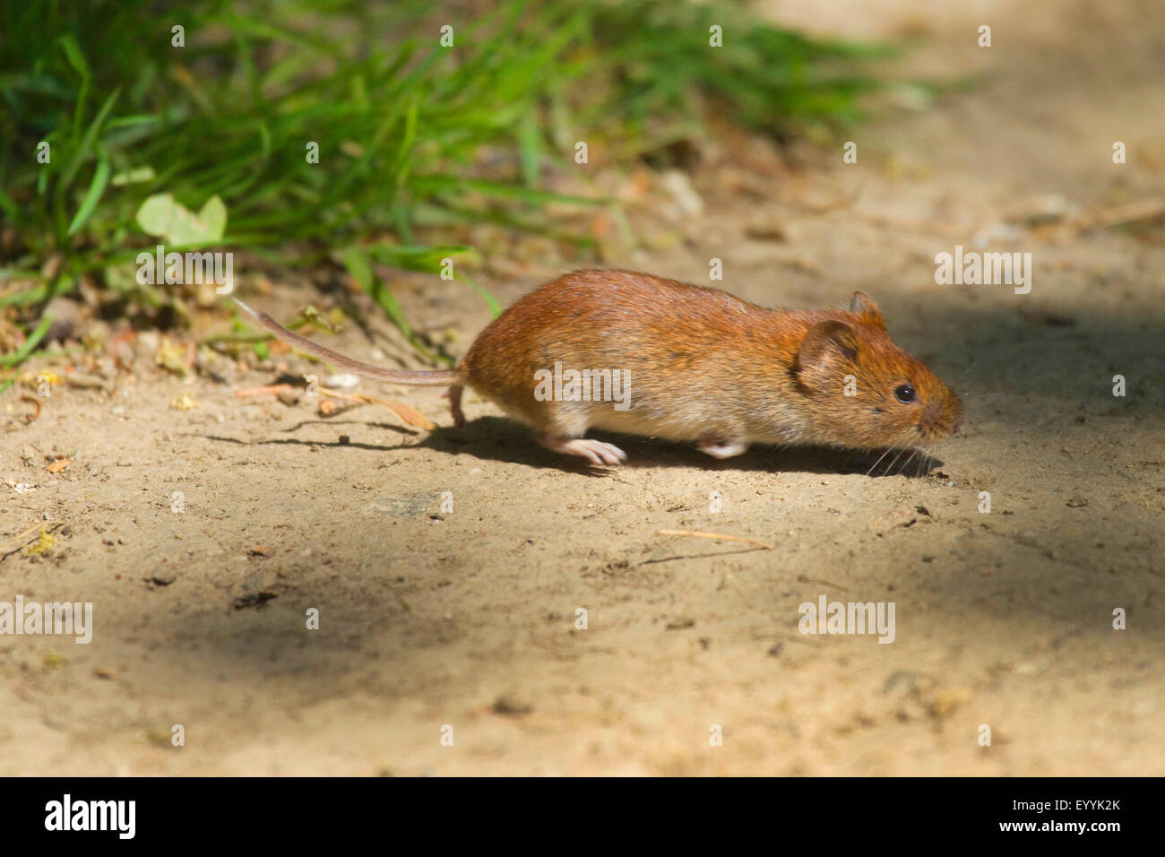 Bank vole (Clethrionomys glareolus, Myodes glareolus), banca vole in esecuzione su un percorso, Germania Foto Stock