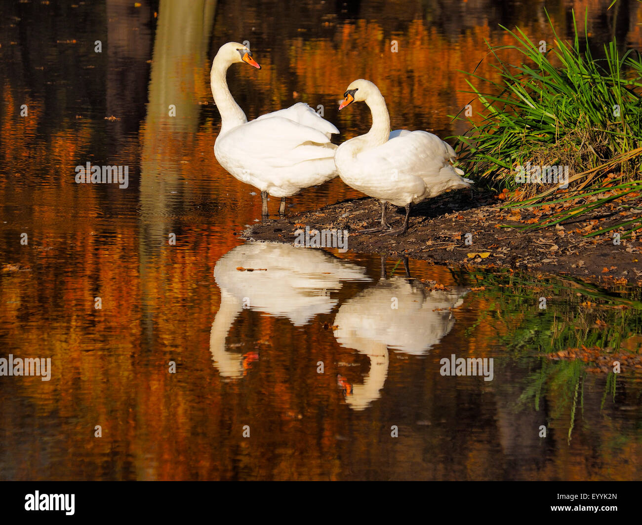 Cigno (Cygnus olor), swan coppia in piedi in autunno a un pondside , Germania, Sassonia, Oberlausitz, Bad Muskau Foto Stock