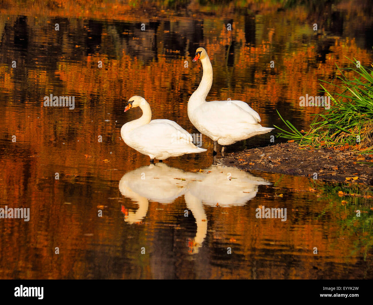 Cigno (Cygnus olor), swan coppia in piedi in autunno a un pondside , Germania, Sassonia, Oberlausitz, Bad Muskau Foto Stock