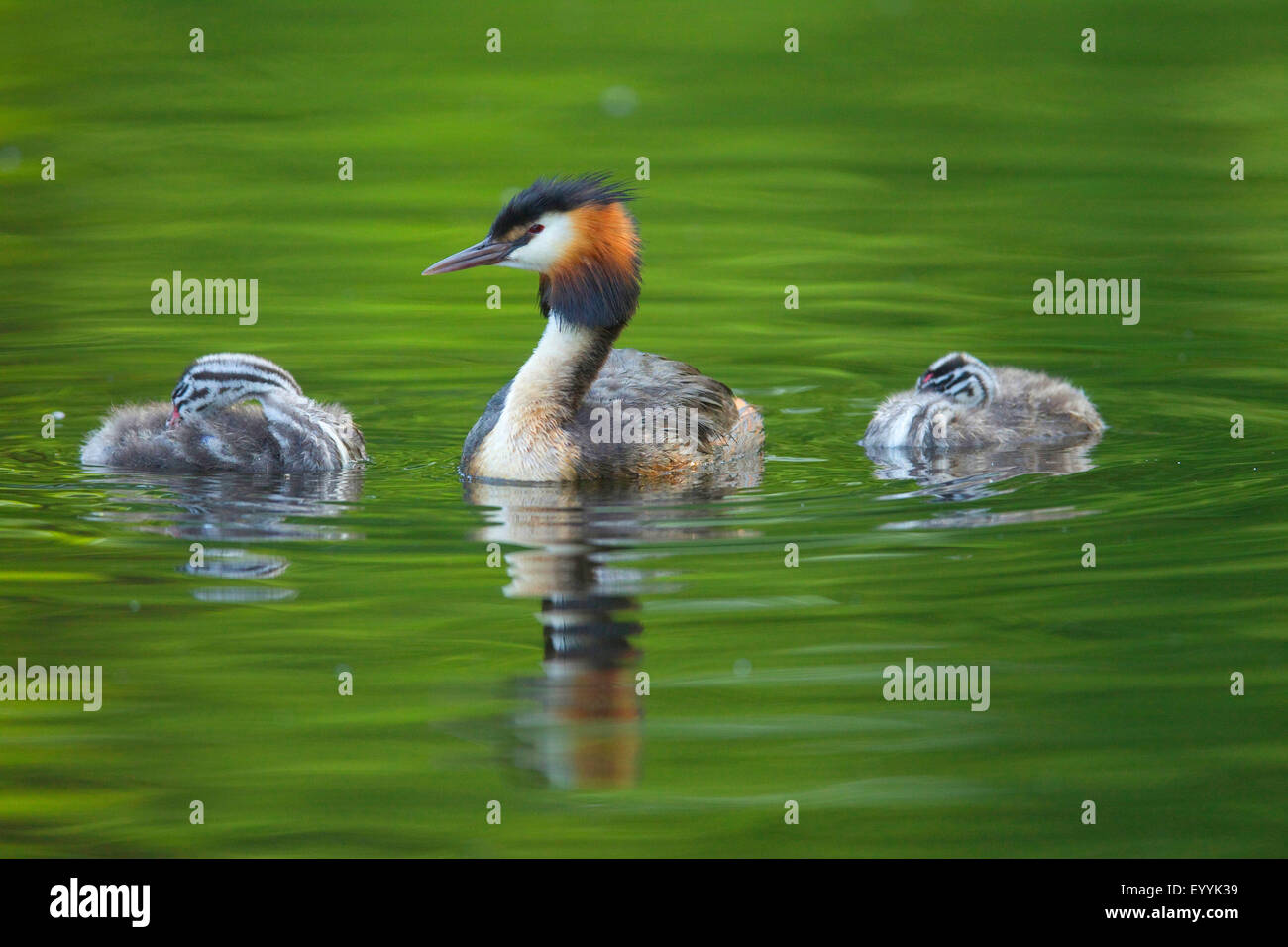 Svasso maggiore (Podiceps cristatus), uccello adulto con due giovani animali sull'acqua, Germania Foto Stock