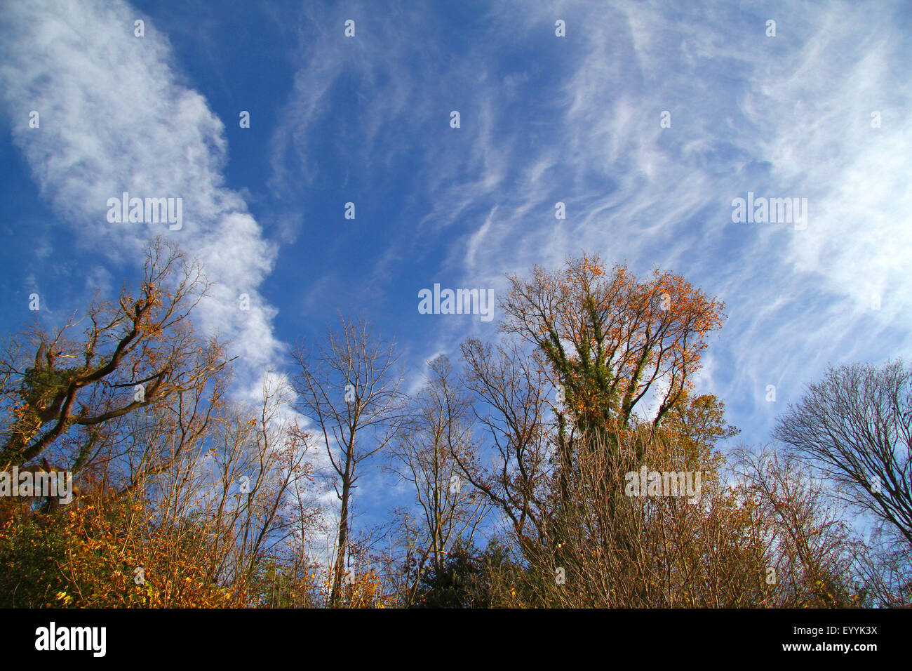 Tree Tops e nuvole di ghiaccio in autunno, in Germania, in Renania settentrionale-Vestfalia, la zona della Ruhr, Essen Foto Stock