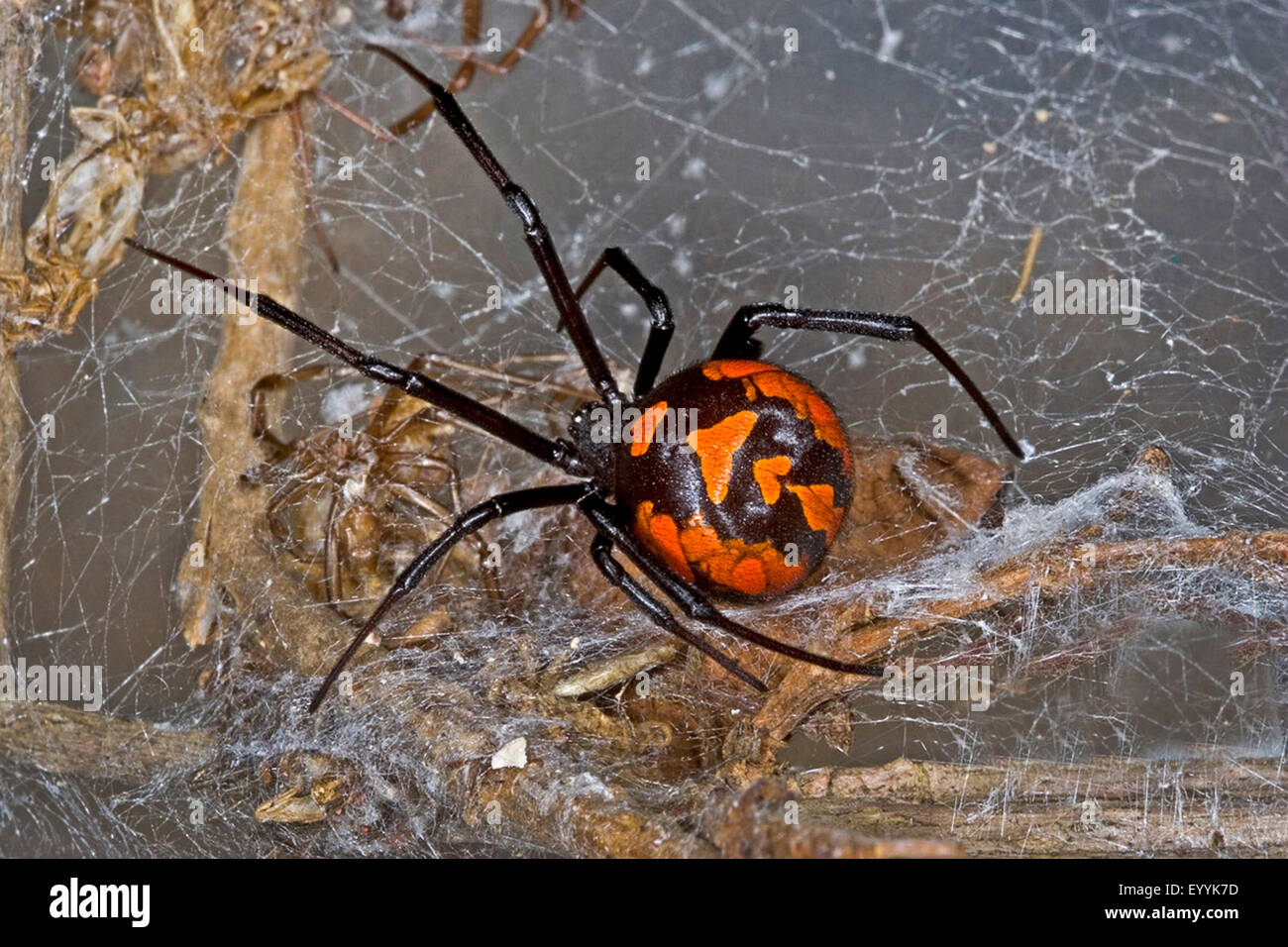 Unione black widow, southern black widow, Mediterraneo black widow, malmignatte spider, karakurt (Latrodectus tredecimguttatus, Latrodectus lugubris), femmina in un sito web Foto Stock