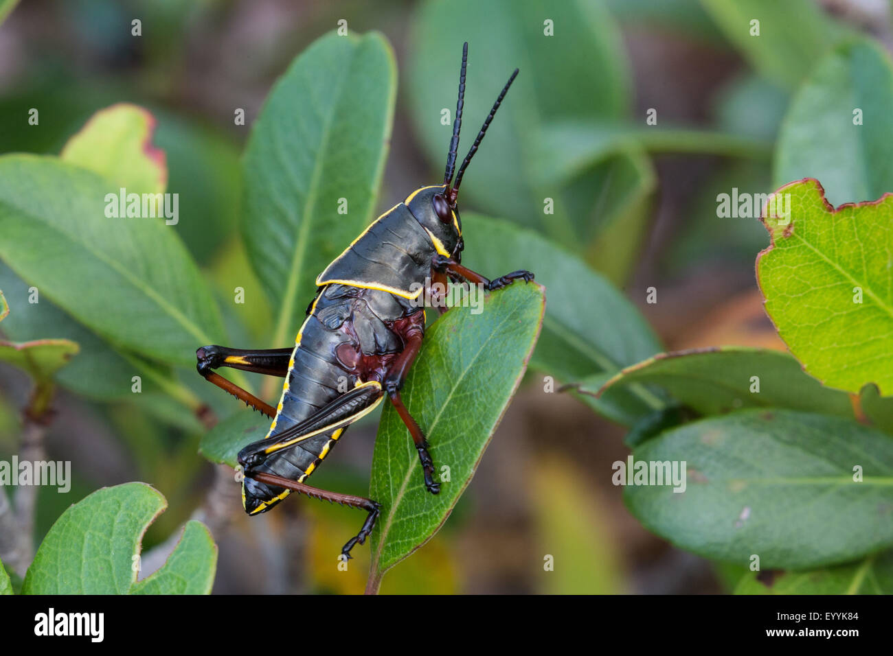 Gomma orientale grasshopper (Romalea microptera), ninfa, STATI UNITI D'AMERICA, Florida Foto Stock