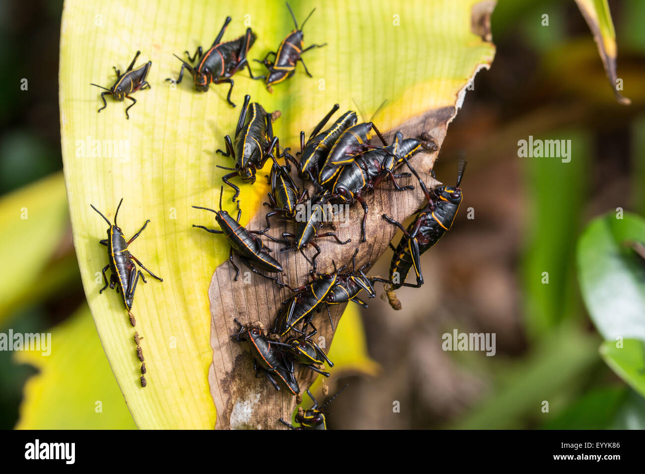 Gomma orientale grasshopper (Romalea microptera), ninfa alimentazione su impianto di alimentazione, USA, Florida Foto Stock