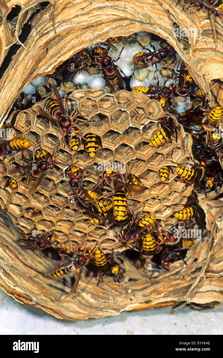 Hornet, marrone hornet, Europeo hornet (Vespa crabro), calabroni a cura di covata in un nido di calabroni, Germania Foto Stock