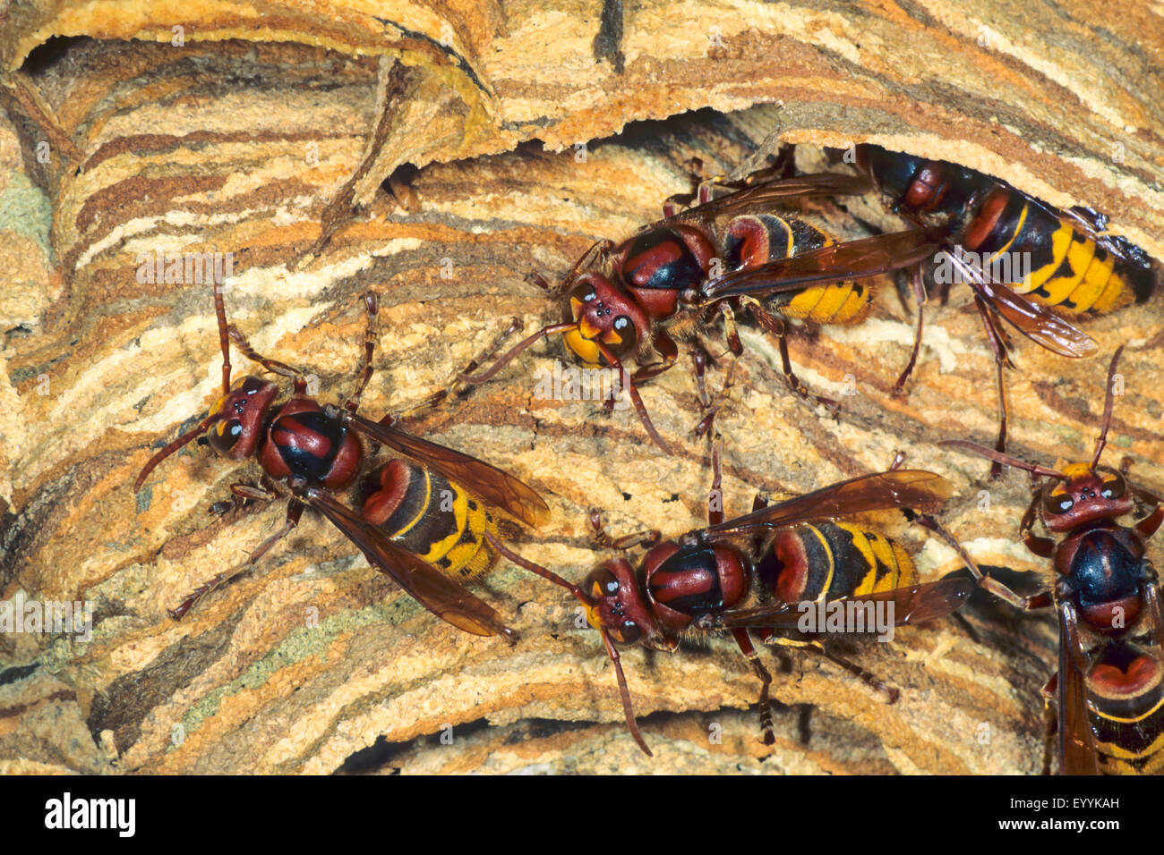 Hornet, marrone hornet, Europeo hornet (Vespa crabro), calabroni in un nido di calabroni, Germania Foto Stock