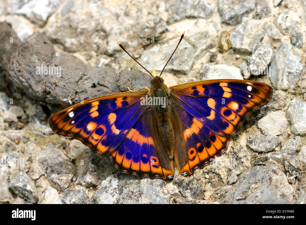 Minor viola imperatore (Apatura ilia, Apatura barcina), sul terreno, Germania Foto Stock