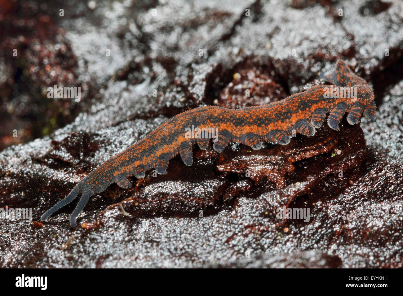 Peripatus, velluto worm (Peripatoides novaezealandiae), su una pietra Foto Stock