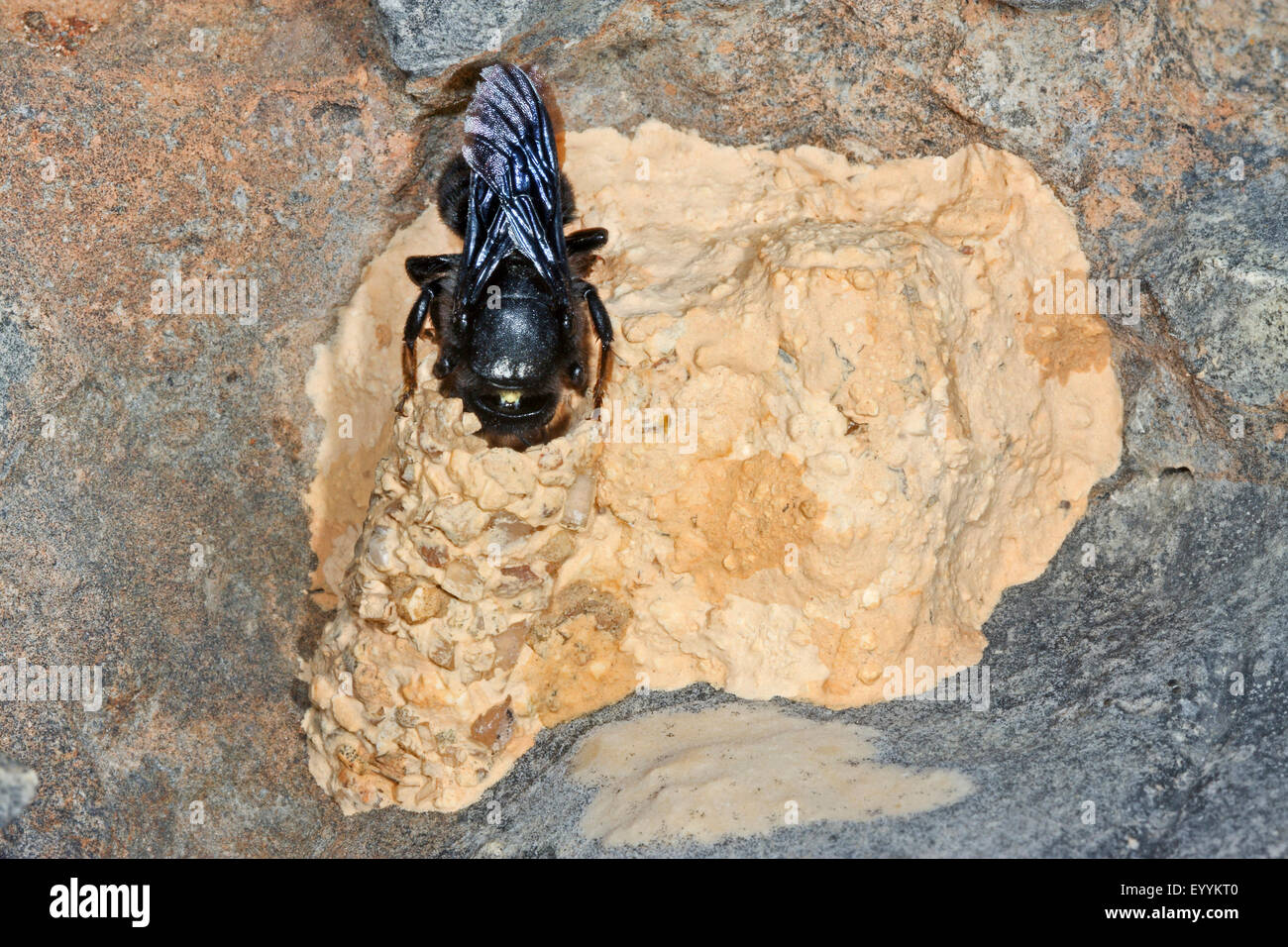 Parete bee, mason bee (Megachile parietina, Chalicodoma parietina, Chalicodoma muraria), presso il suo nido di costruire da sabbia, argilla e un po' di pietre, Germania Foto Stock