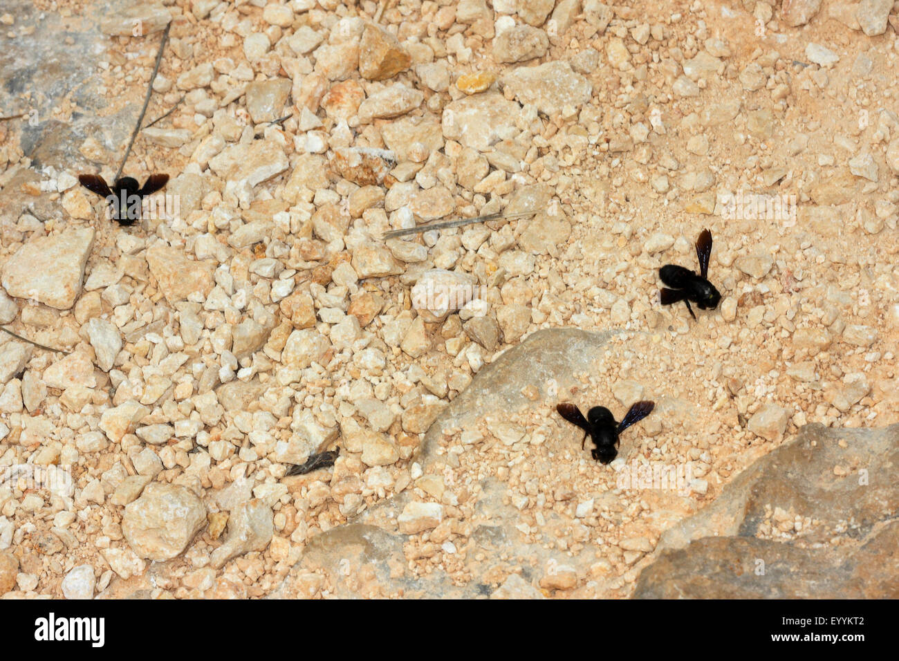 Parete bee, mason bee (Megachile parietina, Chalicodoma parietina, Chalicodoma muraria), la raccolta di sabbia e argilla per costruire i loro nidi, Germania Foto Stock