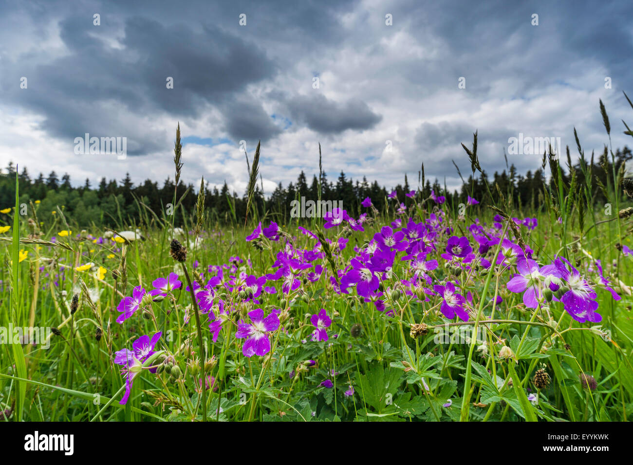 Legno (cranesbill Geranium sylvaticum), prato estivo al bordo della foresta di pioggia nuvole nel cielo, in Germania, in Sassonia, Vogtland Foto Stock