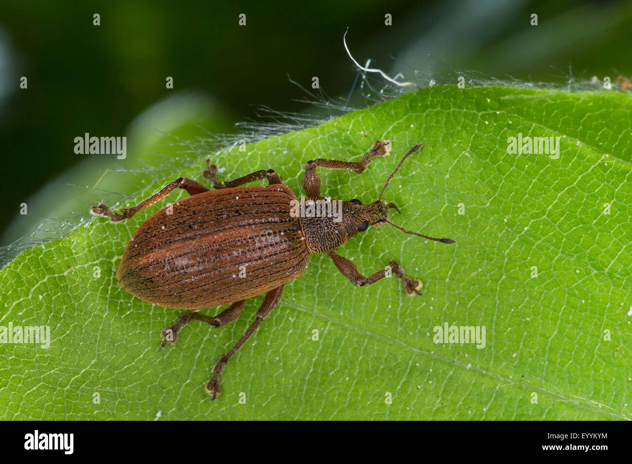 Curculione (Polydrusus mollis, Eudipnus mollis), seduta su una foglia, vista da sopra, Germania Foto Stock