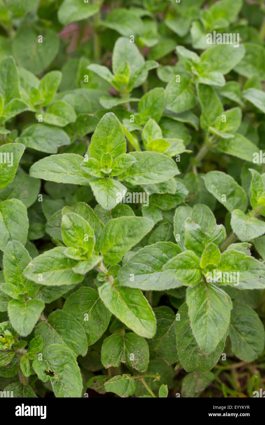 Origano Selvatico, origano (Origanum vulgare), lascia poco prima della fioritura, Germania Foto Stock