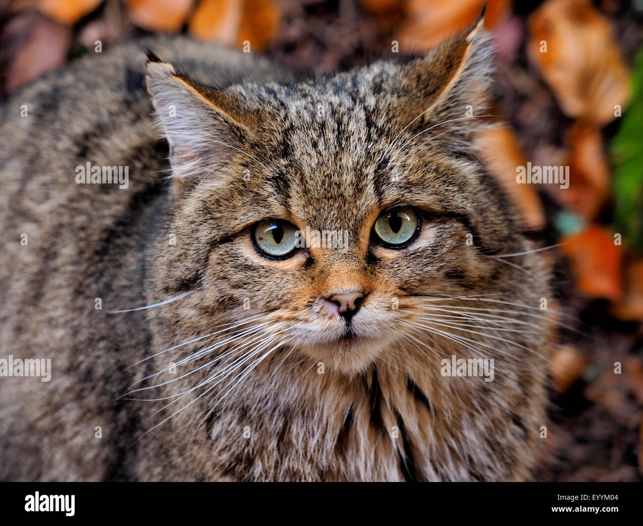 Gatto selvatico europeo, foresta gatto selvatico (Felis silvestris silvestris), il ritratto di una foresta wildcat, in Germania, in Baviera, il Parco Nazionale della Foresta Bavarese Foto Stock